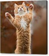 That Mouse Was This Big -red Haired Kitten Canvas Print