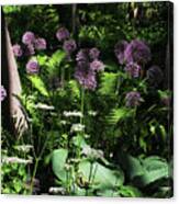 The Allium Garden Canvas Print
