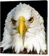 The American Bald Eagle - Usa Pride Canvas Print
