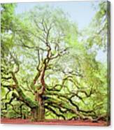 The Angel Oak Tree Canvas Print
