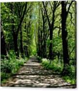 The Avenue Of Limes At Mill Park 3 Canvas Print