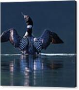 The Beauty And Strength Of A Common Loon Canvas Print