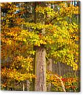 The Beauty Of Fall Canvas Print