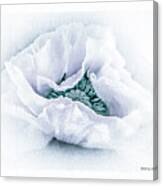 The Beauty Of White Poppy Canvas Print