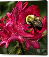 The Bumble Bee Canvas Print