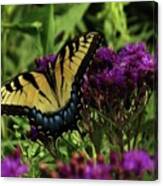 The Butterfly Buffet Canvas Print