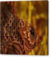 Copper Rockfish Canvas Print