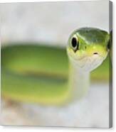 The Cute Green Snake Canvas Print