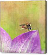 The Dance Of The Hoverfly Canvas Print