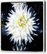 The Devoted Dahlia. The White Dahlia Canvas Print