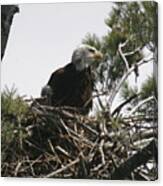 The Eagle Eye Canvas Print