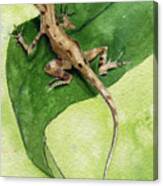 The Feckless Gecko Canvas Print
