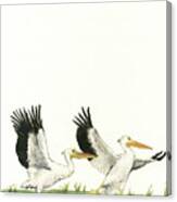 The Fox And The Pelicans Canvas Print