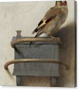 The Goldfinch, 1654 Canvas Print