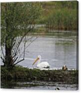 The Goose And The Pelican Canvas Print