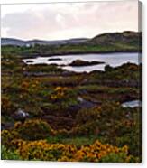 The Gorse It Was Abloomin Canvas Print