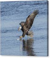 The Great American Bald Eagle 2016-8 Canvas Print