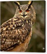 The Great Horned Owl Canvas Print