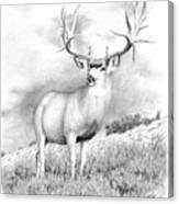 The Greenwood Buck Canvas Print