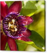 The Heart Of A Passion Fruit Flower Canvas Print
