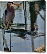 The Heron's Brother Canvas Print
