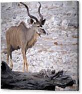 The Kudu In Namibia Canvas Print