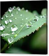 The Leaf And The Raindrops Canvas Print