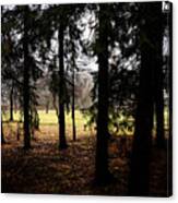The Light After The Woods Canvas Print