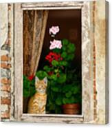 The Little Tuscan Tiger Canvas Print