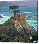 The Lone Cypress Canvas Print