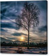 The Lonely Birch Canvas Print