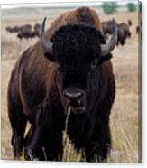 The Mighty Bison Canvas Print