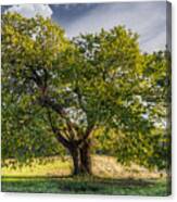 The Mulberry Tree Canvas Print