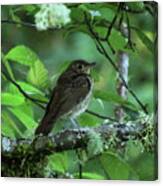 ..the Mysterious Thrush.. Canvas Print