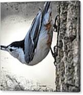 The Nuthatch 2 Canvas Print