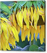 The Old Sunflowers Canvas Print