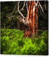 The Old Tree Canvas Print