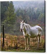 The Olde Gray Horse Canvas Print