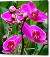 The Orchid Dance Canvas Print