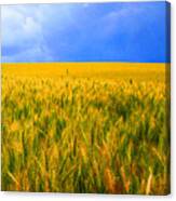 The Palouse Wheat Fields Canvas Print