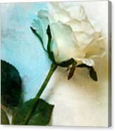 The Petals Of A Soft White Rose Canvas Print
