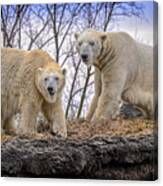 The Polar Bears Canvas Print