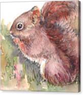 The Red Squirrel Canvas Print
