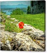 The Red Flower Canvas Print