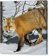 The Red Fox Canvas Print