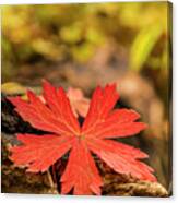 The Red Leaf Canvas Print