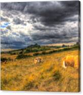 The Resting Cows Canvas Print