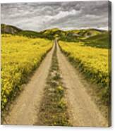 The Road Less Pollenated Canvas Print