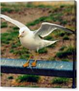 The Seagull Canvas Print