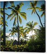 The Sky Looking Tropical Canvas Print